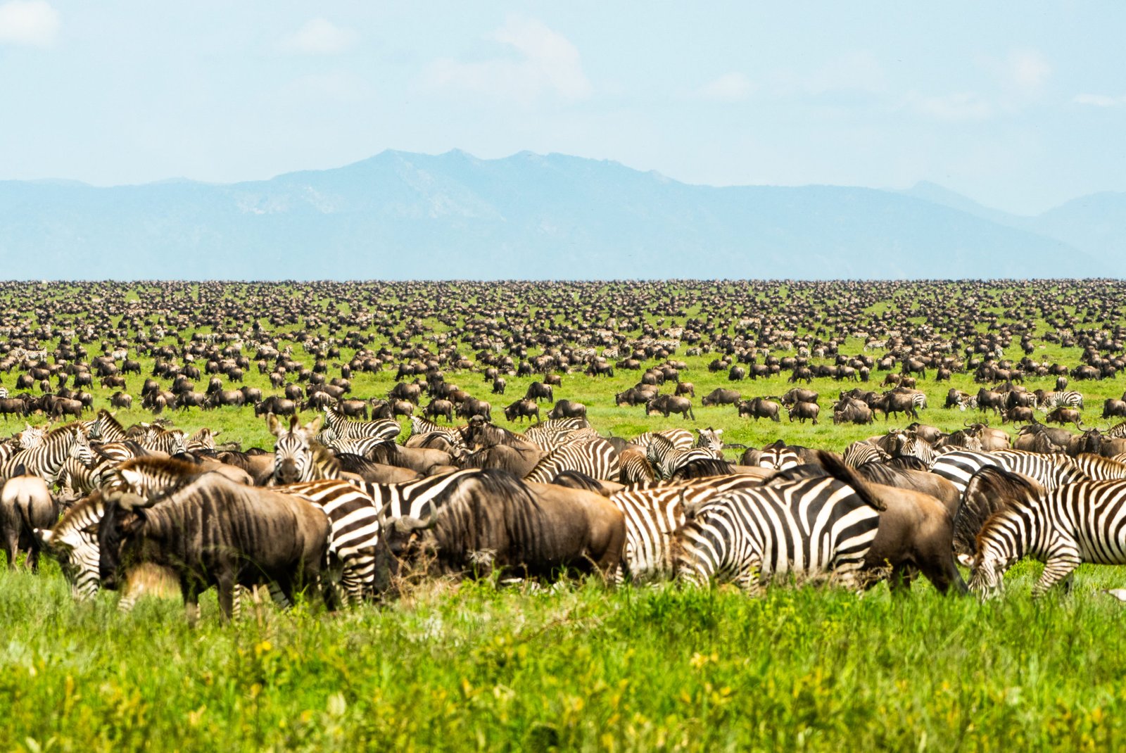 Mara River Crossing Quest Signature