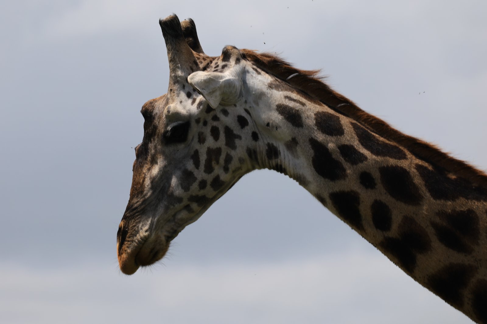 Tarangire Serengeti Crater Luxury