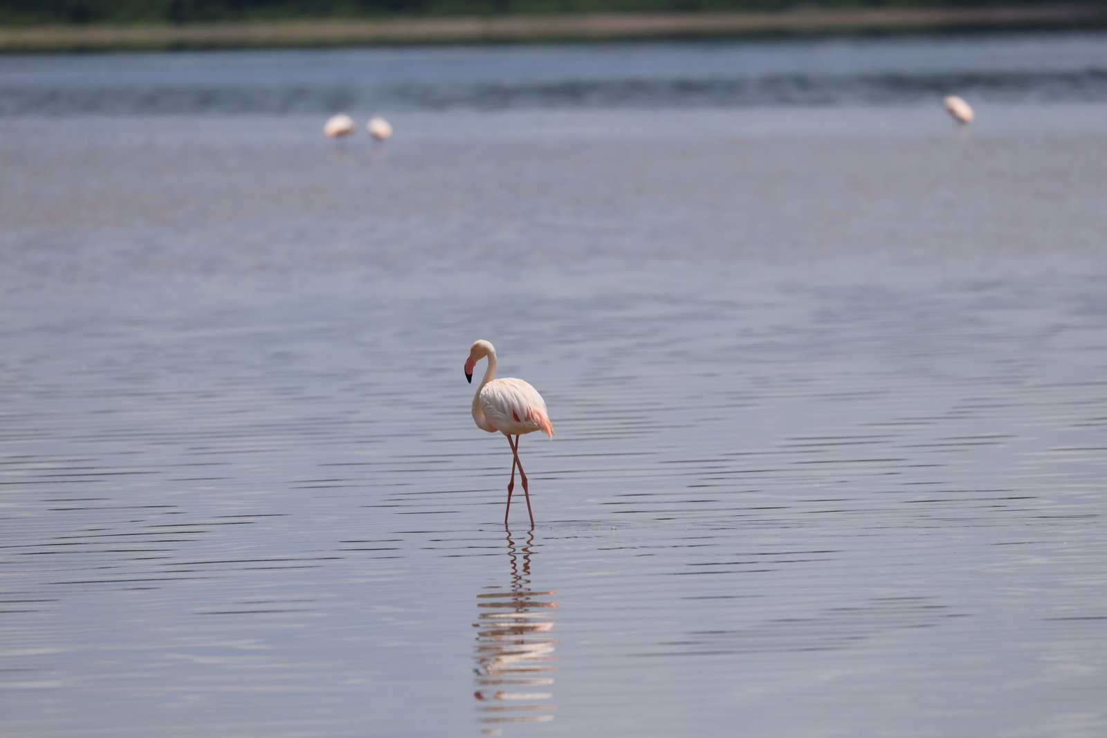 Lake Manyara National Park