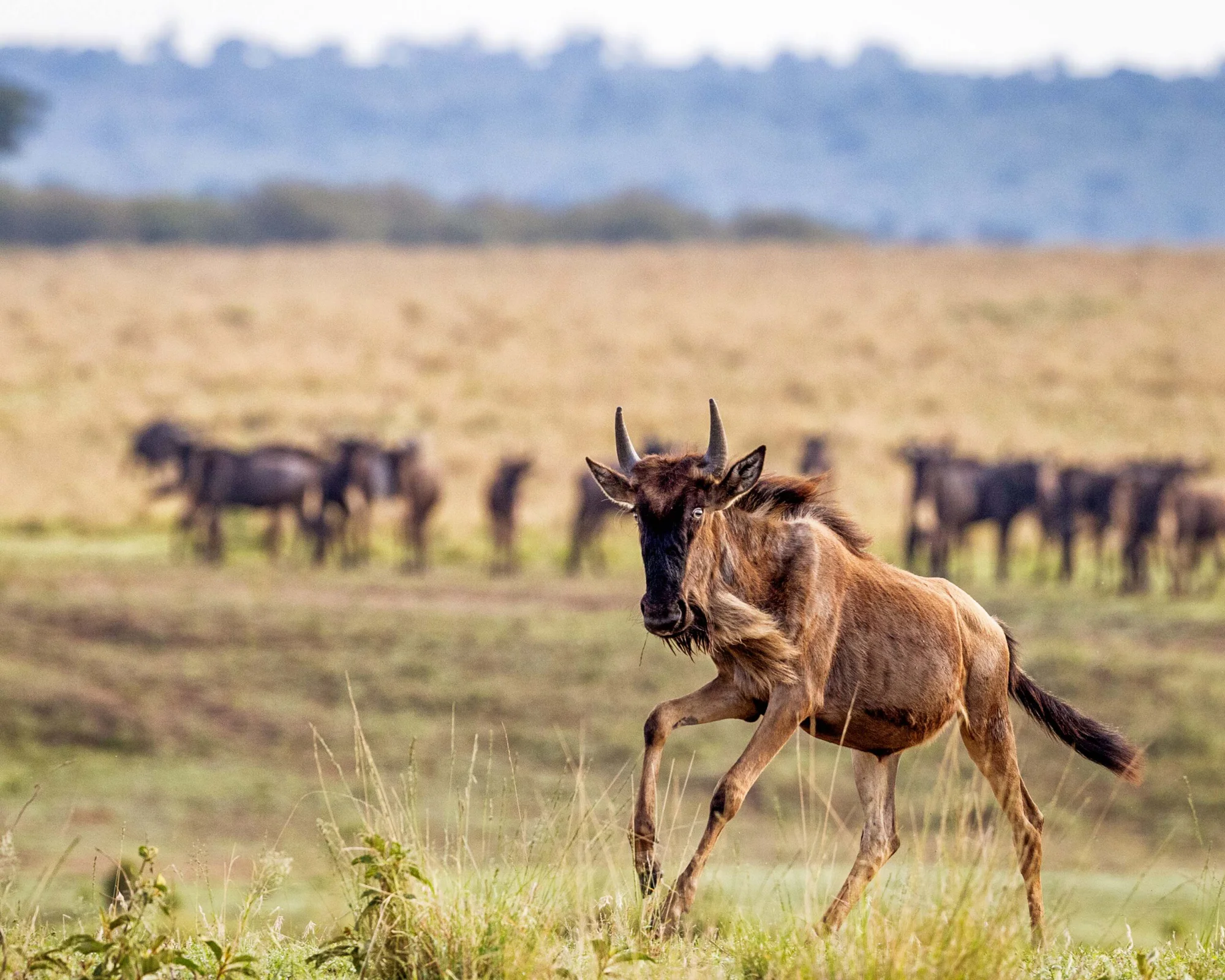 6 Tage Safari zur Kalbungssaison