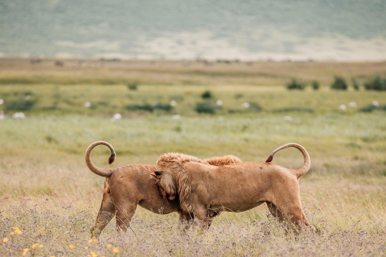 Big cats and wild predators
